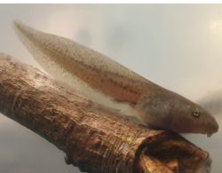 142-Limnodynastes peronii